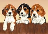 Beagle Puppies